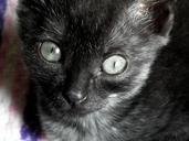 kitten-cat-cat-eyes-little-pets-246556.jpg