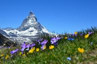 matterhorn-alpine-zermatt-mountains-1516733.jpg