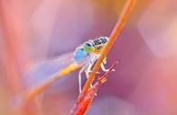 dragonfly-damselfy-india-kerala-637945.jpg