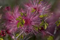 Beautiful purple desert flower.jpg