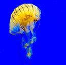 jellyfish-meduse-cnidarian-medusa-386680.jpg