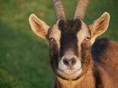 goat-brown-animal-nature-1190404.jpg