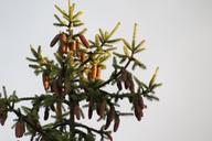 cone-pine-setting-sun-crop-brown-1493093.jpg