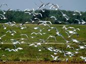 seagull-birds-flight-forest-nature-974765.jpg