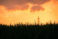 barley-sunset-barley-field-clouds-766112.jpg