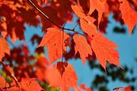 autumn-leaves-red-leaves-maple-1006880.jpg