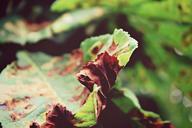 autumn-leaves-fall-foliage-tree-944151.jpg