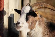 billy-goat-goat-horns-domestic-goat-572854.jpg