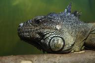 iguana-dragon-reptile-lizard-scaly-191190.jpg