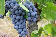 grapes-black-fruit-vineyard-522010.jpg