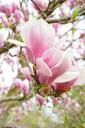 magnolia-magnolia-blossom-flowers-324231.jpg