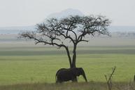 elephant-tanzania-africa-green-511245.jpg