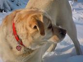 labrador-dog-winter-296175.jpg