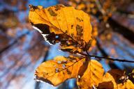 leaf-beech-autumn-forest-1018601.jpg