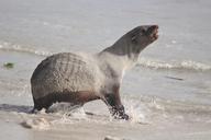 seal-sea-beach-water-creature-480808.jpg