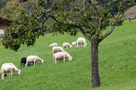 sheep-flock-flock-of-sheep-graze-483081.jpg