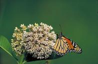 monarch-butterfly-flower-milkweed-569432.jpg