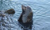 sea-lion-nature-animals-mammals-1408295.jpg