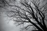 tree-winter-japan-black-and-white-669910.jpg