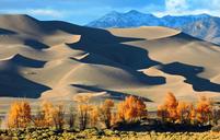 sand-dunes-gold-cottonwood-trees-1239365.jpg