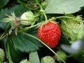 strawberry-red-fresh-food-healthy-559142.jpg