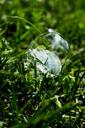 bubble-grass-sphere-1629071.jpg