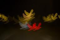 bokeh-blur-blurry-birds-colourful-885184.jpg