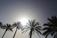 palm-trees-palm-beach-spain-sun-406803.jpg