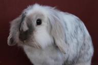 bunny-rabbit-cute-animal-white-742237.jpg