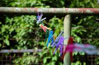 clothes-line-clamp-colorful-garden-339210.jpg