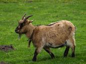 goat-animal-horns-domestic-goat-325113.jpg