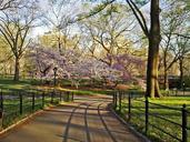 central-park-new-york-manhattan-431242.jpg