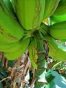 banana-tree-tree-banana-fruit-329107.jpg