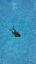 frog-swimming-pool-swimming-animals-562322.jpg