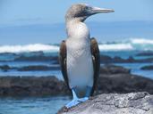 booby-blue-footed-bird-wildlife-255523.jpg