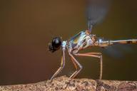 damselfly-insect-odonata-macro-1131642.jpg