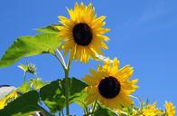 sunflowers-sunshine-flower-sun-17860.jpg