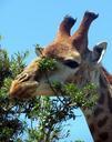 giraffe-mammal-africa-nature-534837.jpg