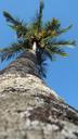 palm-tree-majestic-long-high-372018.jpg