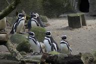 penguins-zoo-enclosure-water-bird-1675959.jpg