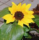 garden-sidewalk-sun-flower-784385.jpg