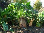 agriculture-field-sugar-beet-arable-630857.jpg