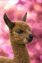 alpaca-alpaca-foals-animals-nature-1187664.jpg