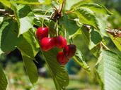 cherries-fruits-fruit-red-ripe-592250.jpg