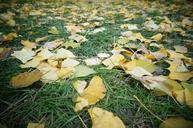 defoliation-grassland-ginkgo-727160.jpg