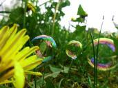 dandelion-bubbles-tiny-dandelions-339615.jpg