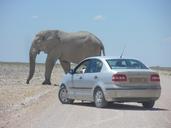 Elephants at Etosha National Park04.JPG