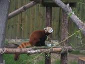 red-panda-ny%C3%ADregyh%C3%A1za-zoo-560044.jpg