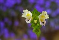 flower-white-skylight-meadow-macro-1341713.jpg