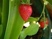 strawberry-huerta-garden-fruit-497429.jpg